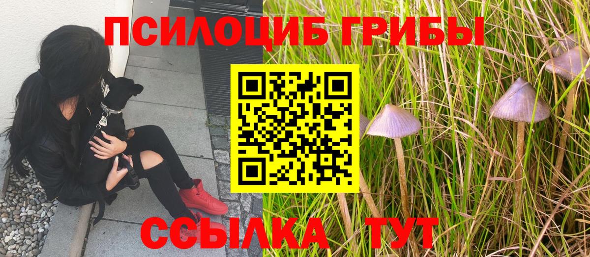 Галлюциногенные грибы Psilocybe Белореченск